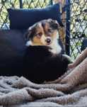 Piesek rasy Border Collie Tricolor