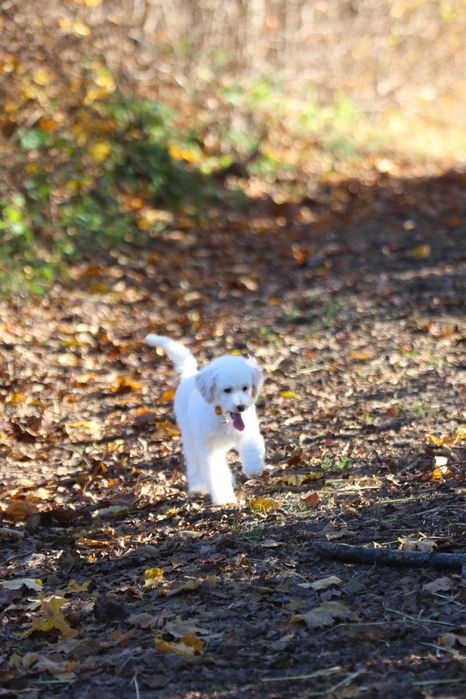 Maltipoo Biały Samiec chłopak Toy pudel