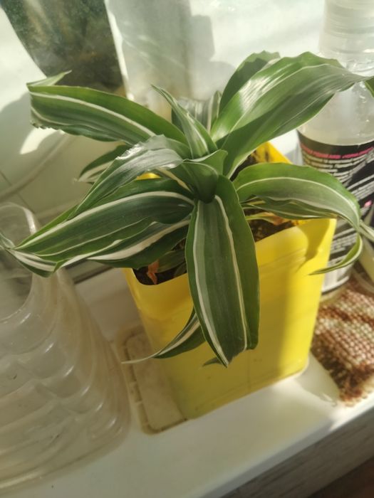 Продам кімнатні рослини