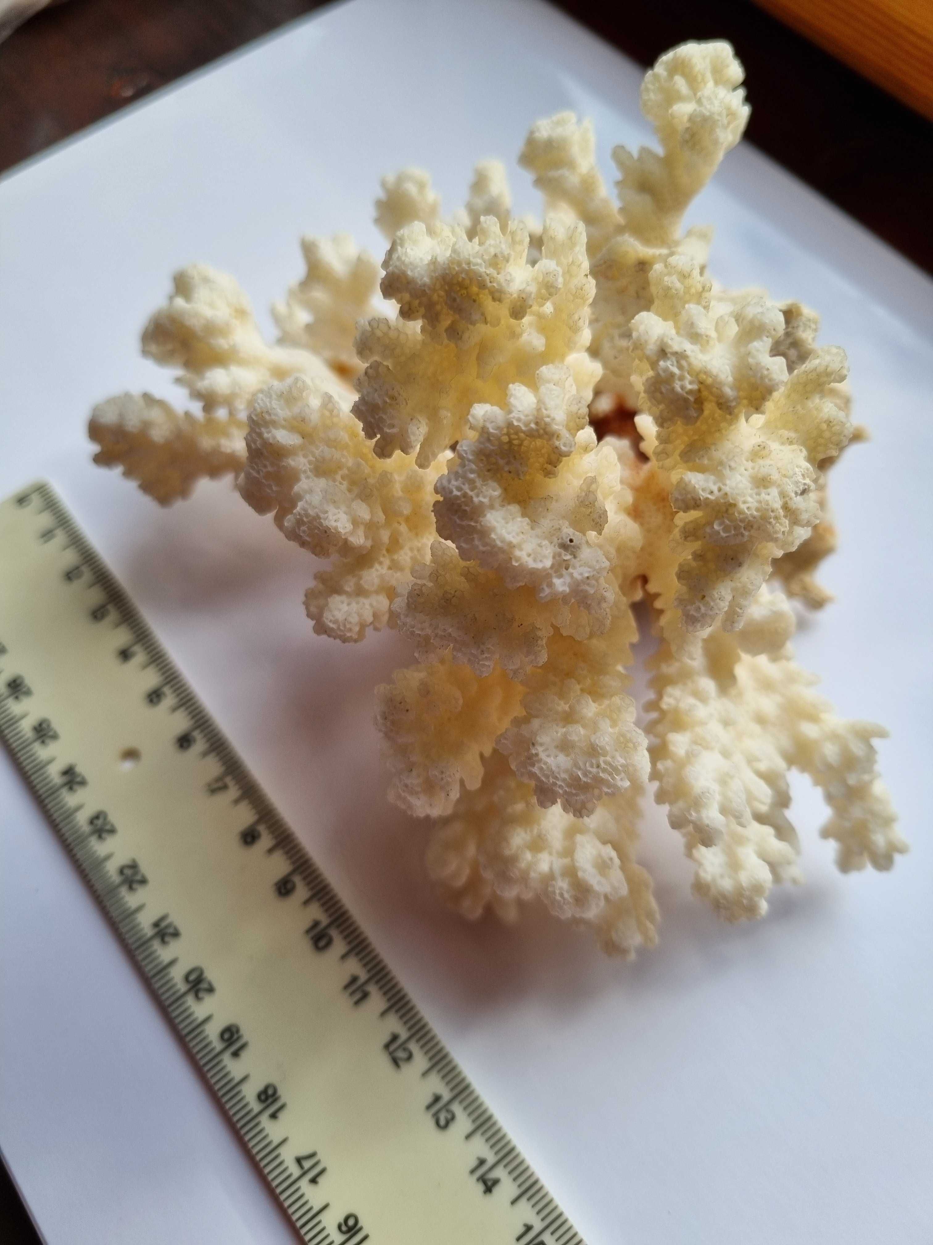 Екзотичний великий морський корал