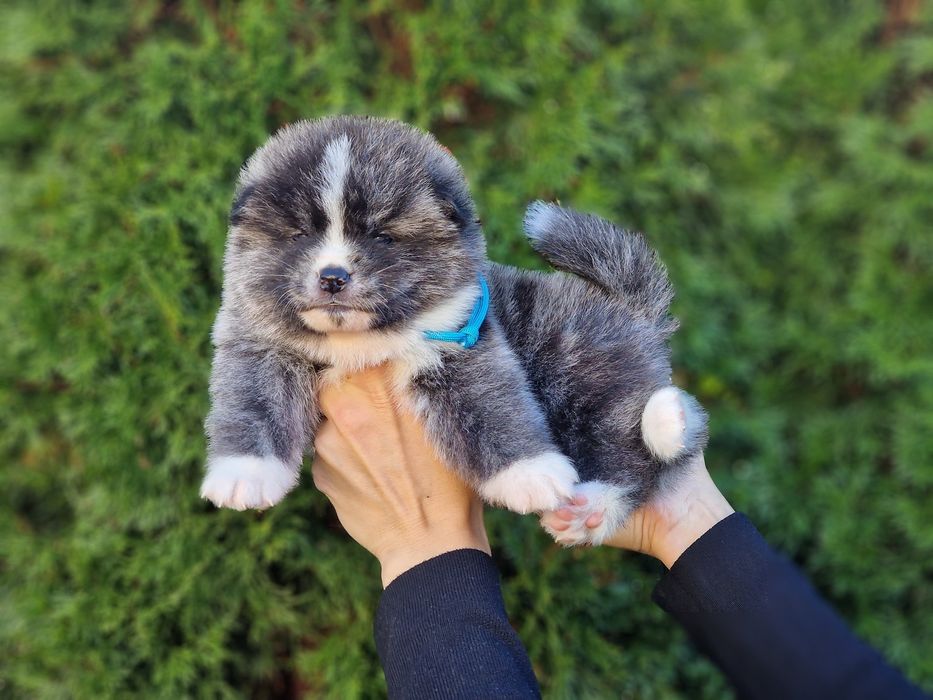 Akita Inu (japońska), ZKwP / FCI & AKIHO - pręgowany (srebrny) piesek