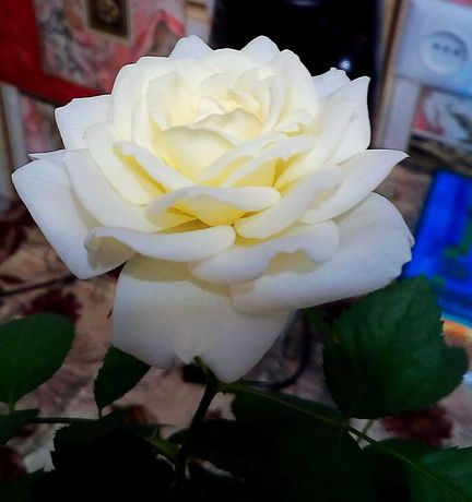 Роза комнатная белая с жёлтым бутоном крупная троянда  цветы растения