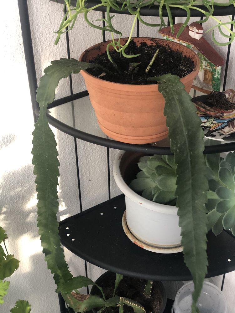 Vendo flores com vaso/vendo separadamente