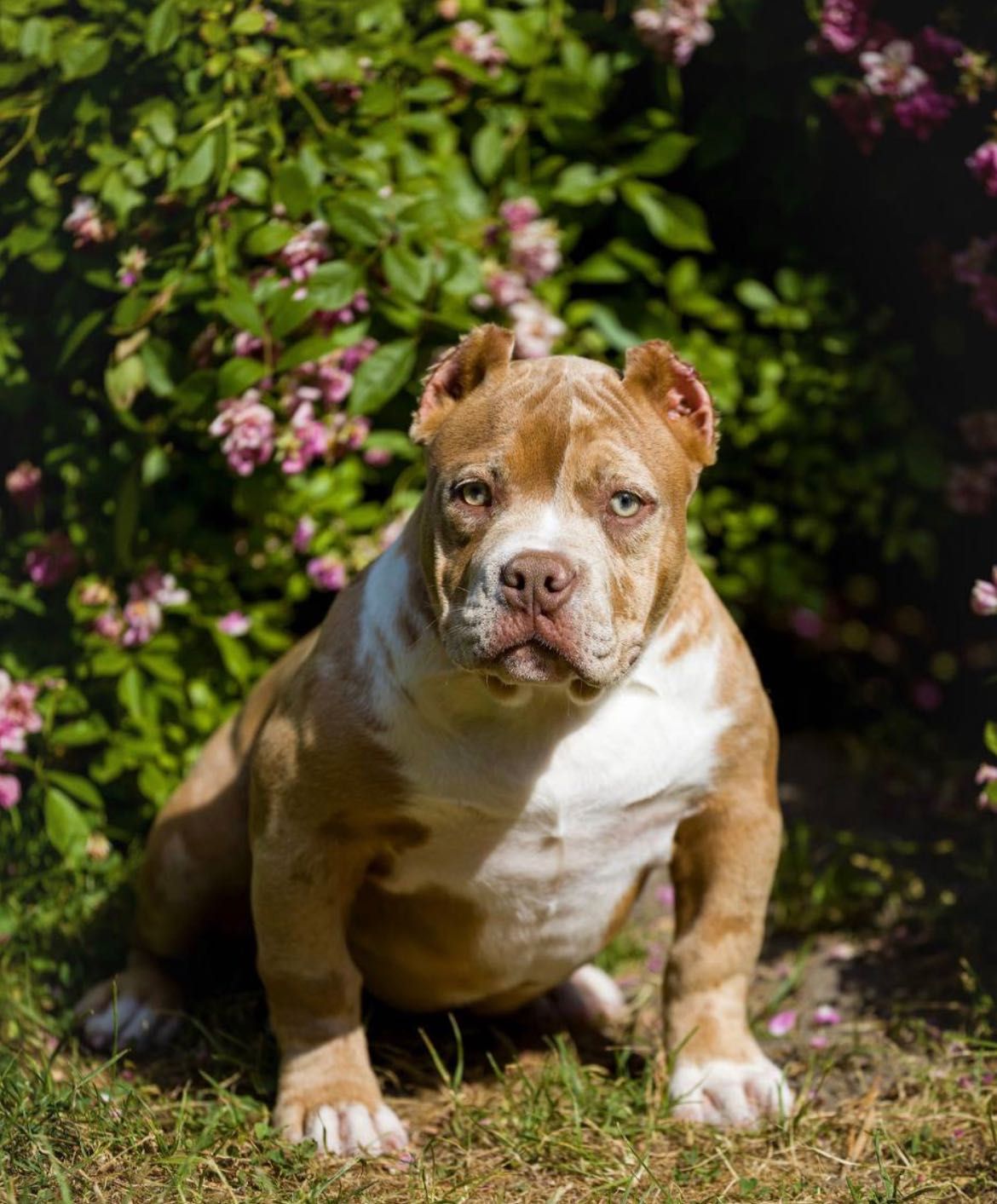 Bully pieska ABKC + zestaw dla psa