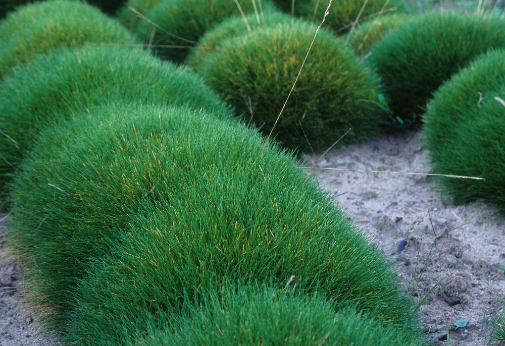 Kostrzewa Gautiera 'Pic Carlit' niedźwiedzie futro (Festuca gautieri)