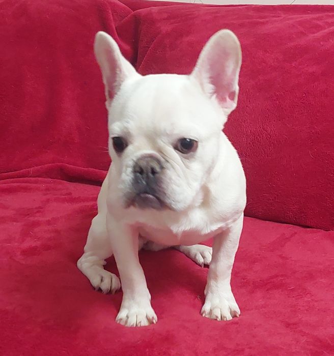 Платинова франечка