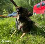 W typie kaukaza, lagodny Pan Jabluszko. Adopcja