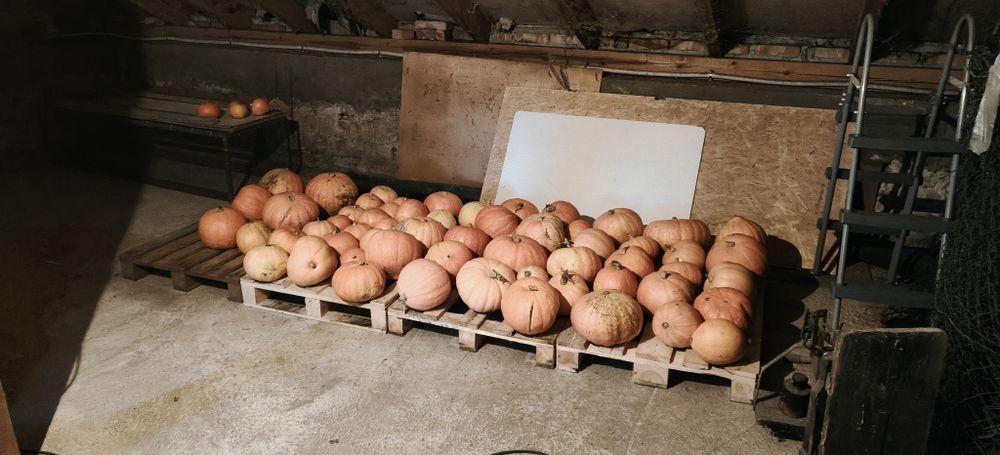 Dynie jadalne odbiór tylko osobisty