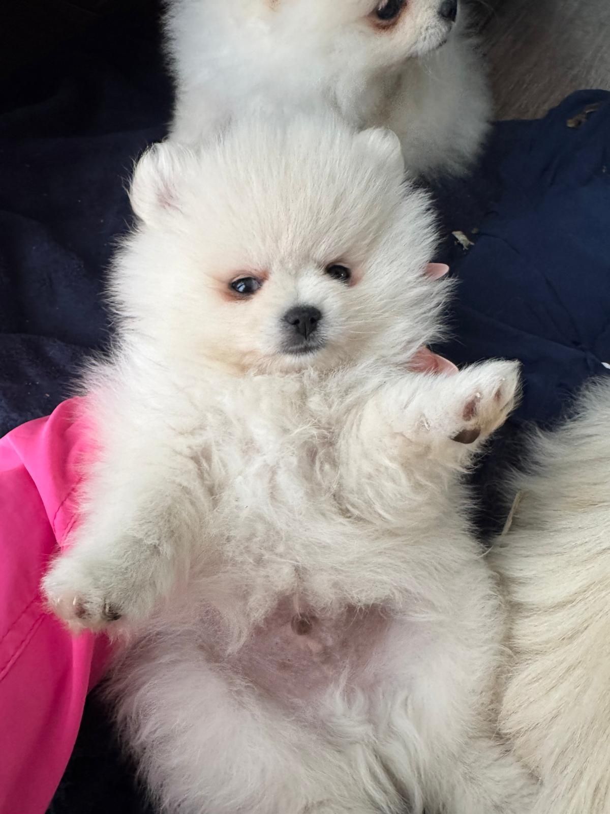 Szpic miniaturowy, pomeranian