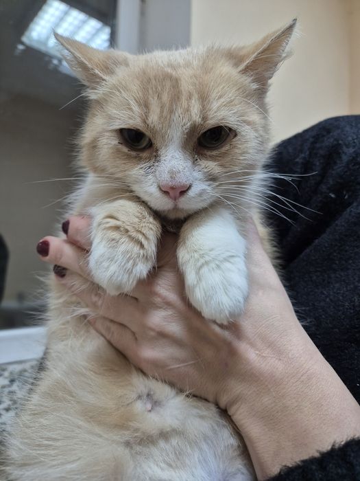 Руда ніжна киця, кішка стерелізована