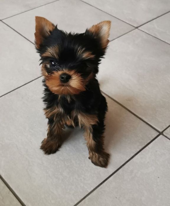 Yorkshire terrier