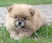 Szpic Miniaturowy szczeniak Pomeranian z rodowodem
