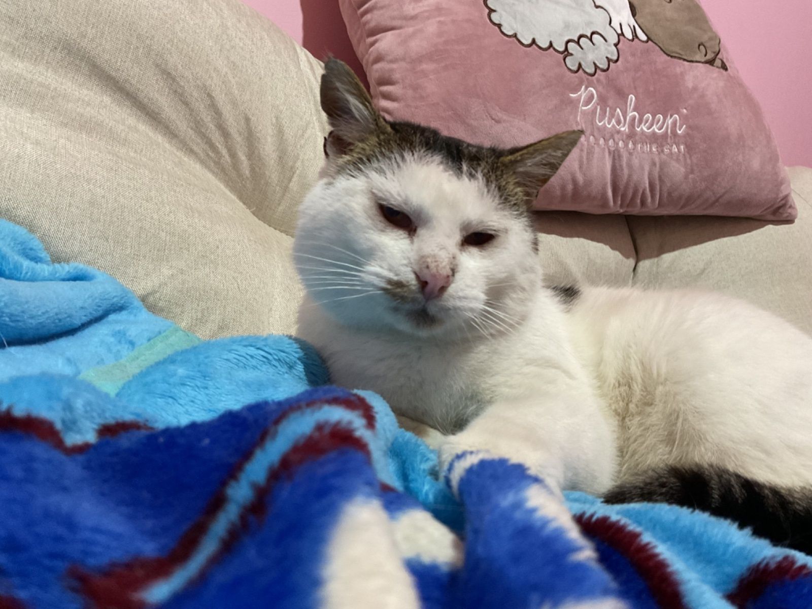 Bezdomny kot kocur Bieluch szuka domu do adopcji