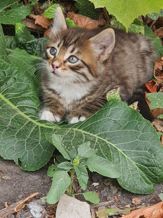 Котята ищут заботливых родителей