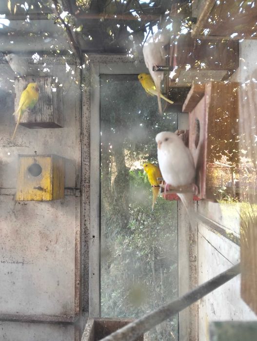 vendo lote periquitos autralianos traçados de ingles