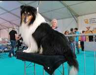 Rough Collie  de exposição LOP e Afixo ninhada
