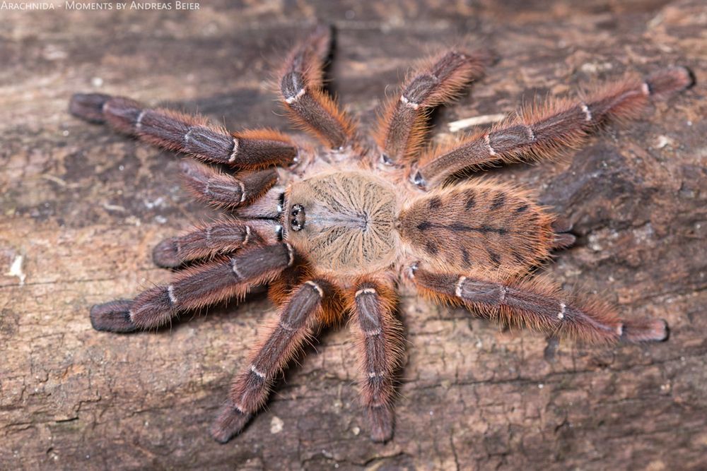 Ptasznik Phromingochilus sp. rufus