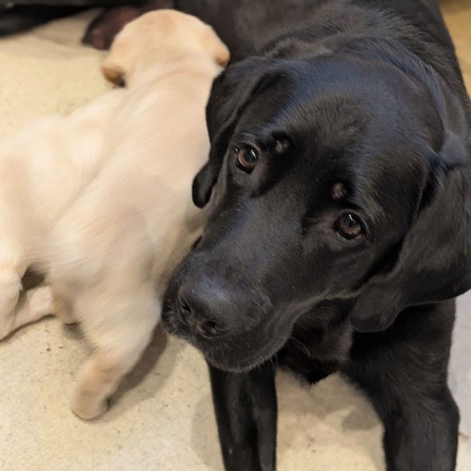 Szczeniak Labrador retriever z rodowodem suczka