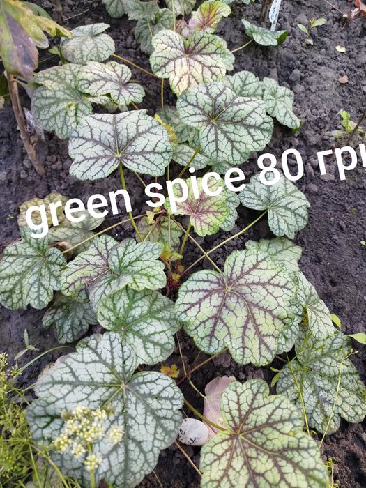 Гейхера, гейхерела, тіарела,  квіти для тінистих ділянок