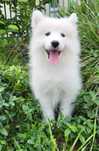 Samoyed szczeniak