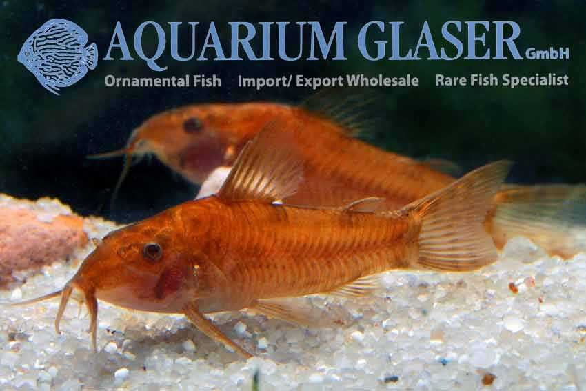Aspidoras C125 red