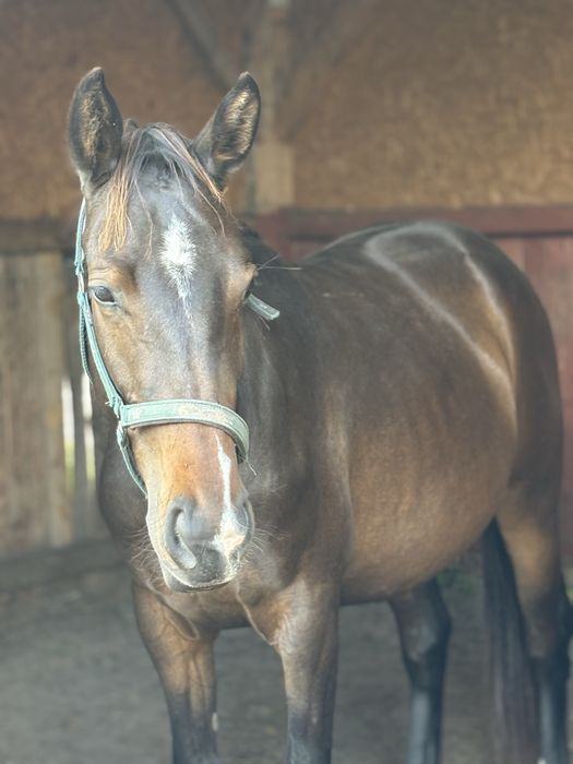 Klacz 2023 po ULCO KWPN