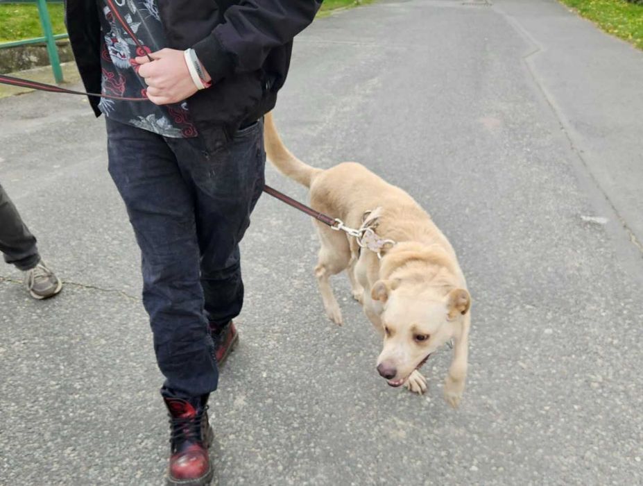 BREGUŚ pies w typie labradora o gołębim sercu szuka domu