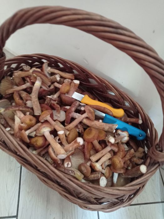 Grzyby świeże opieńki 50zl za cały kosz