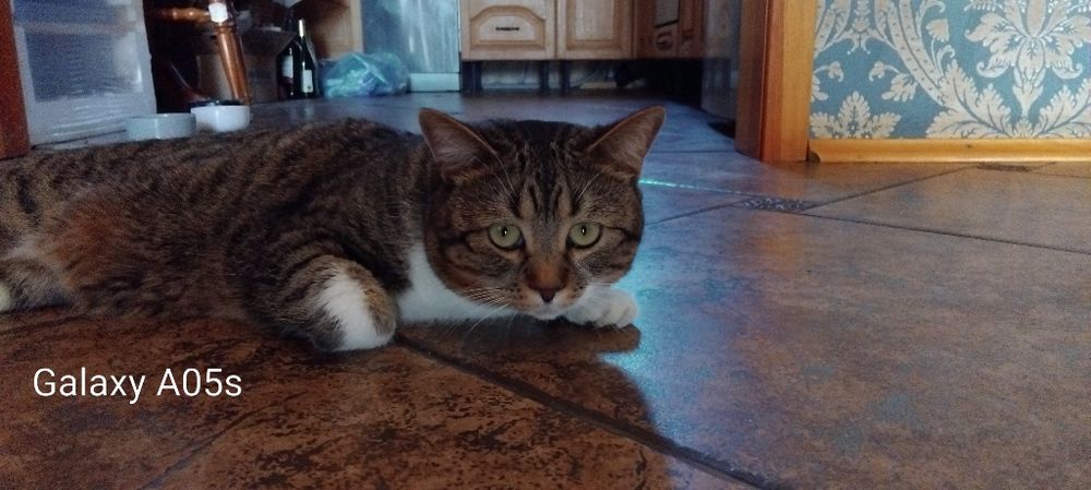 Пропал КОТ чипированный