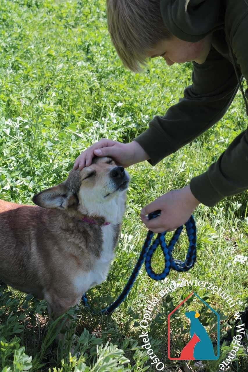 Przyjazny  piesek Dumbo szuka domu!