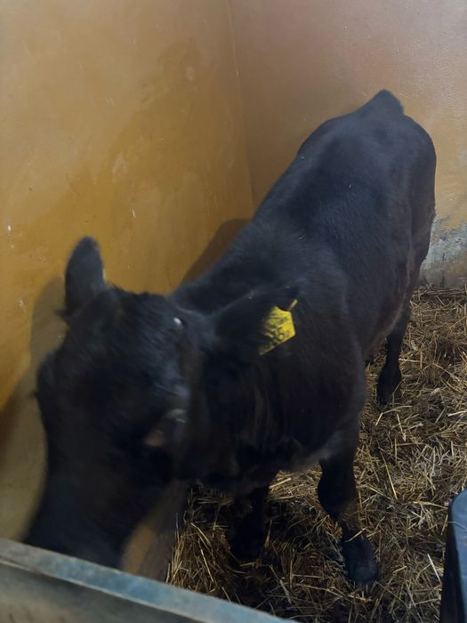 Cielak jałoszka 2,5 miesieczna