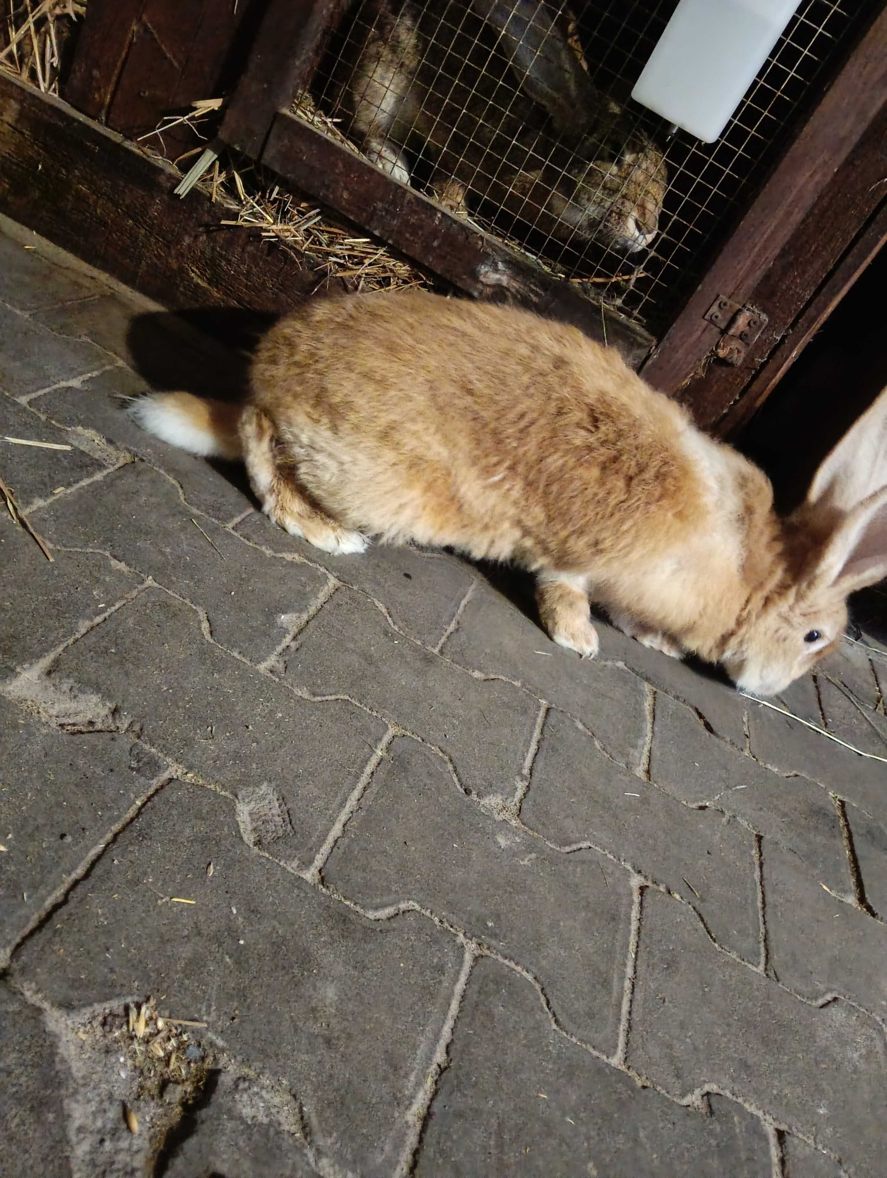 Sprzedam samca królika czysta rasa olbrzym Belgijski