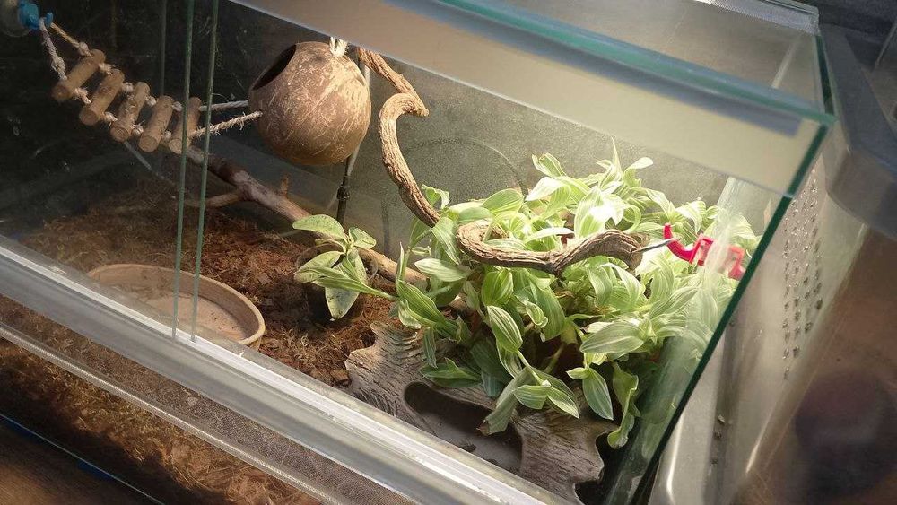 Терарріум 60х35х40