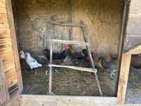 Kogut zielononóżka, leghorn ,   mieszany