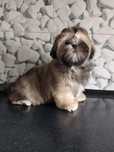 Złoty chłopczyk Shih-Tzu gotowy na zmianę domu