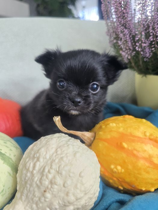 Piesek chihuahua długowłosy