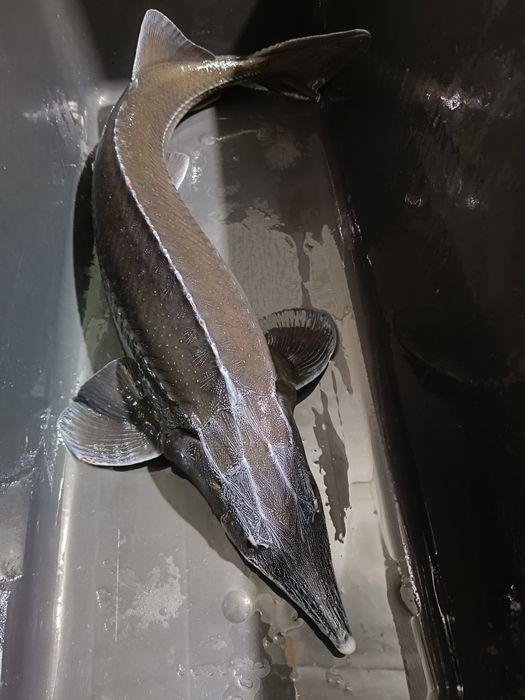 Sprzedaż jesiotra. Zaręba ul Rolnicza 8