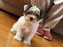 ŚLICZNY piesek Yorkshire Terrier biewer Rodowód unikat