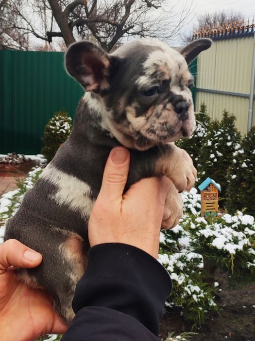 Вип мальчик голубой мерле