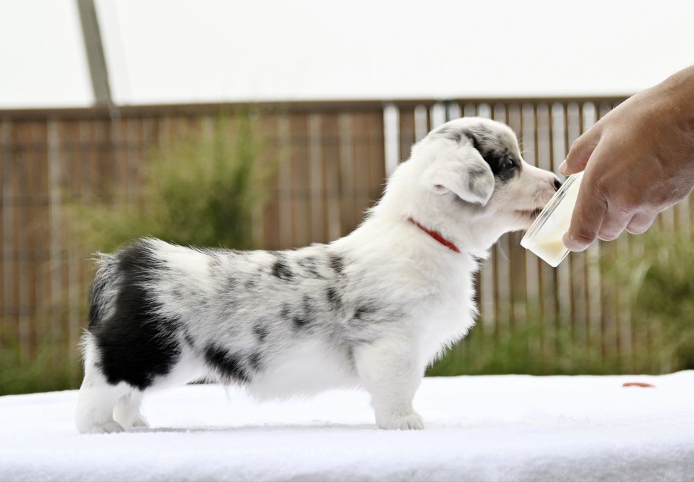 Welsh Corgi Cardugan