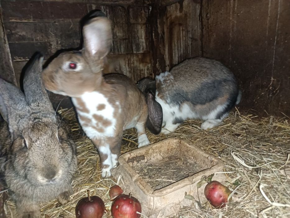 Młode króliki z 2025r