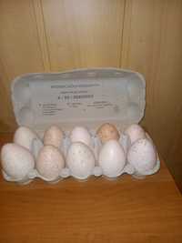 Jaja ,jajka indycze lęgowe na sprzedaż