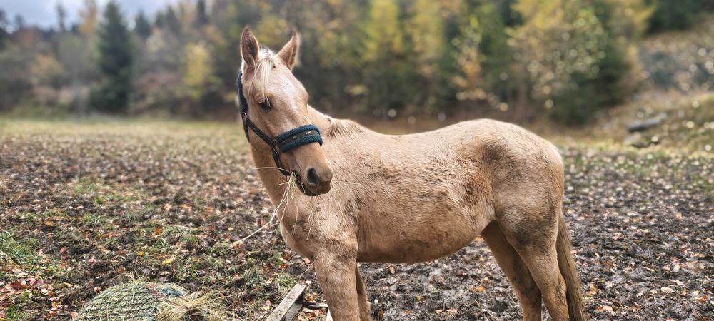Zamienię klacz 2,5 roku