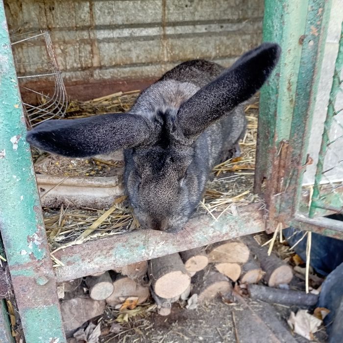 Zamienie samca 2;5roku na wymiane krwi
