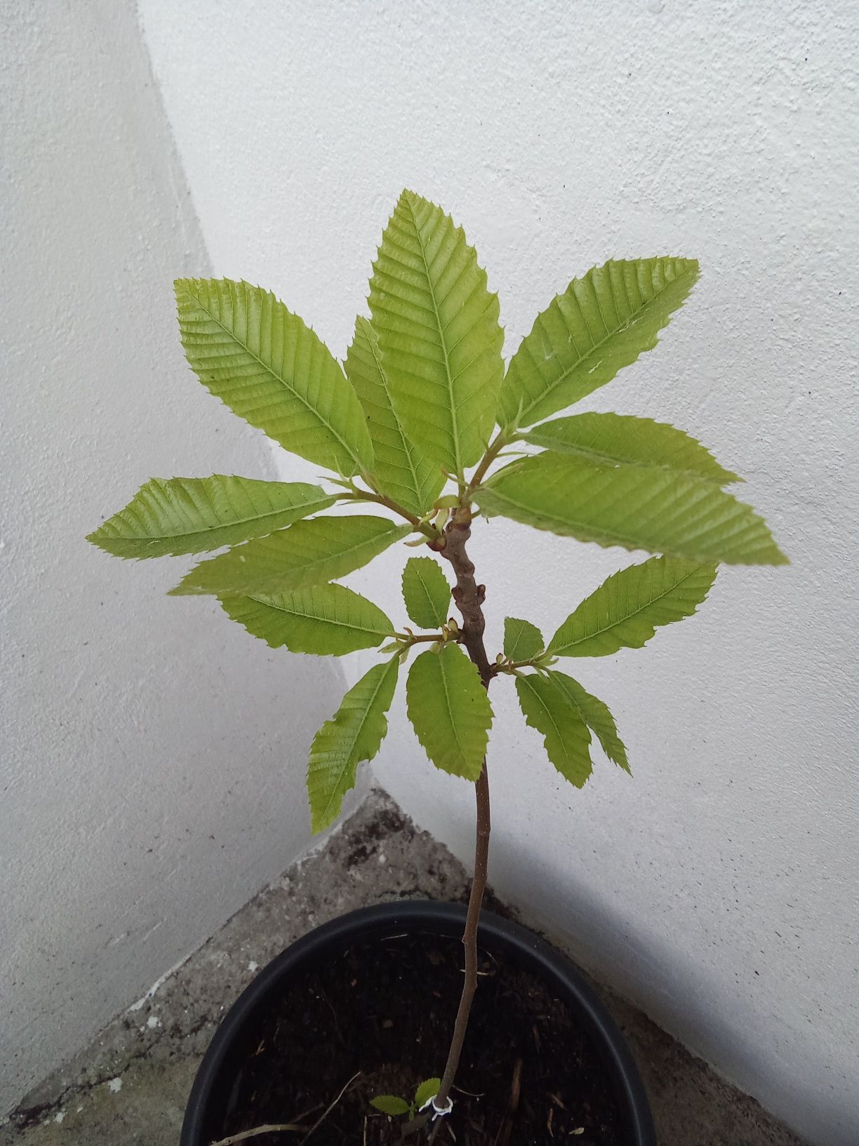 Castanheiro em vaso