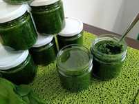 Pesto czosnek niedźwiedzi 2025!
