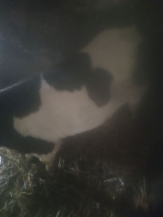 Cielęta jałówka własnego chowu