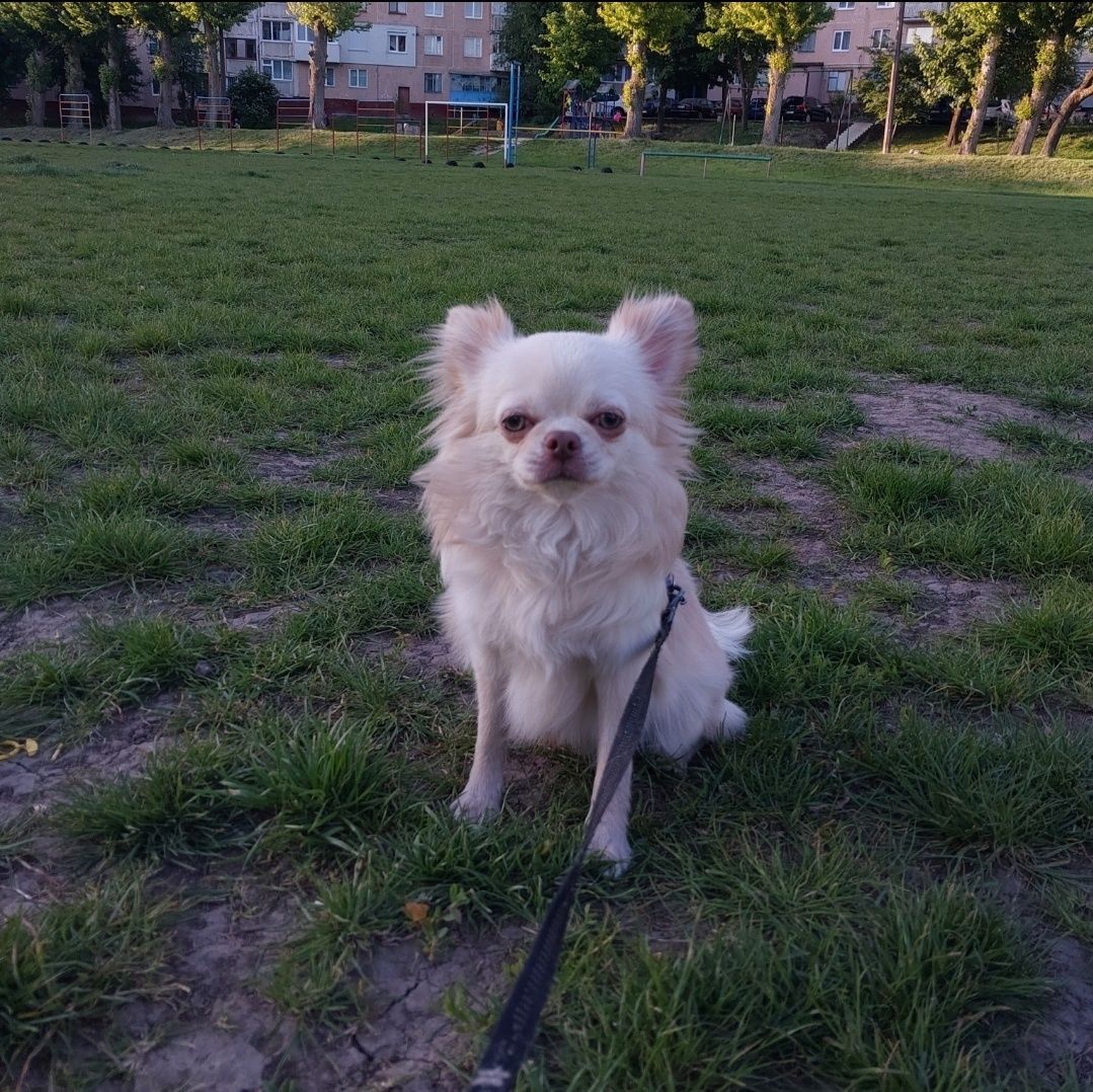 Хлопчик чихуахуа на в'язку