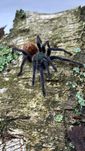 Niebieski ptasznik chromatopelma cyaneopubescens L6