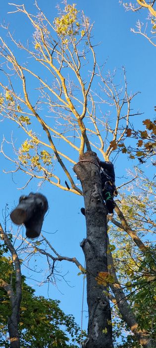Арбористика. Спил дерев. Видалення пнів і аврійних дерев.